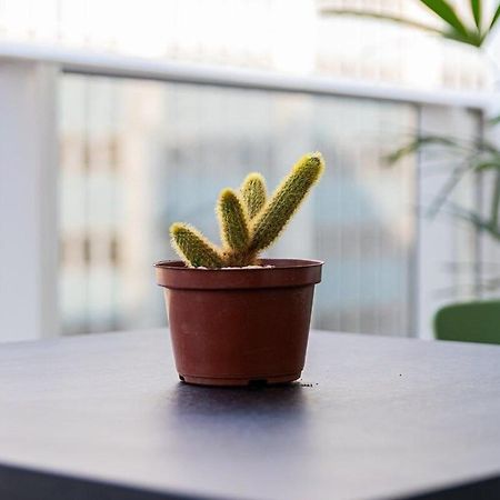 Novo E Flor Do Mandacaru Studio Na Luz/Piscina Сао Паоло Екстериор снимка